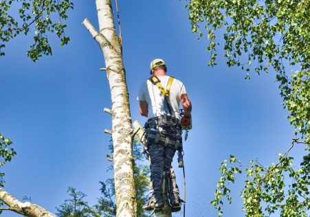 Tree Services